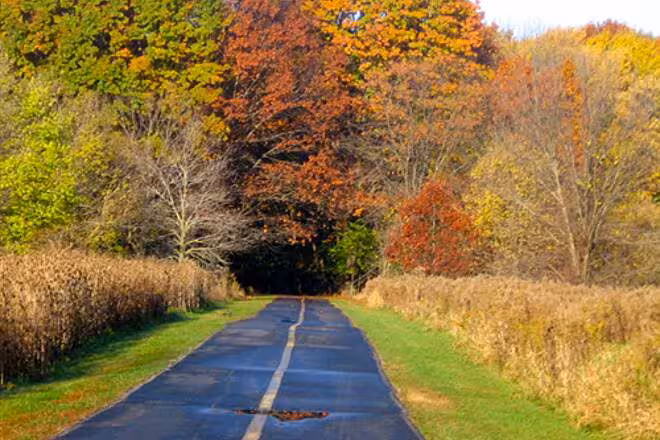 Busse Woods
